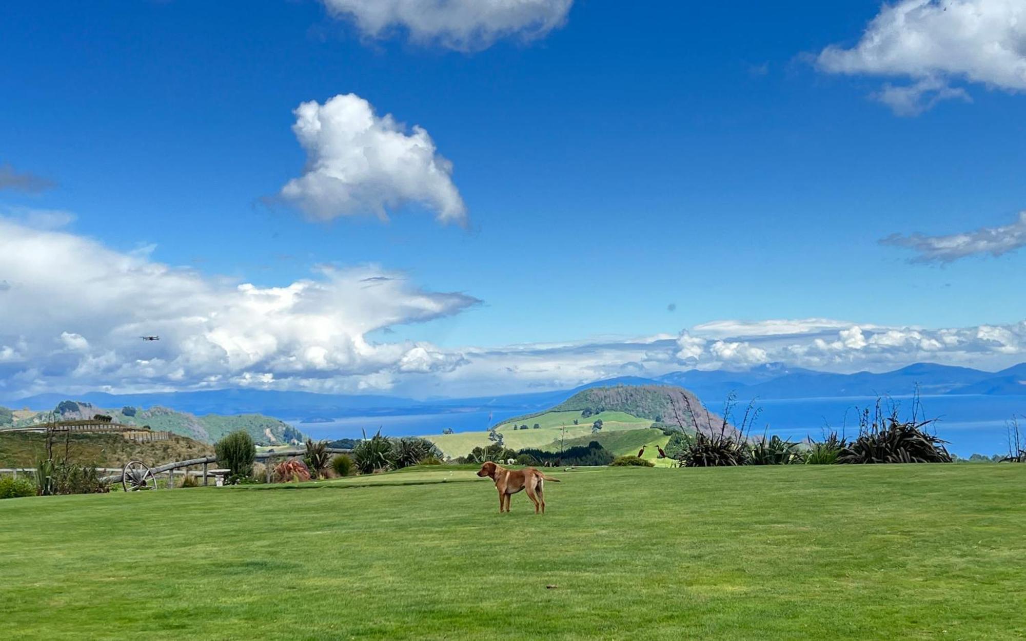 Hilltop Whakaipo Estate Taupo Exterior foto