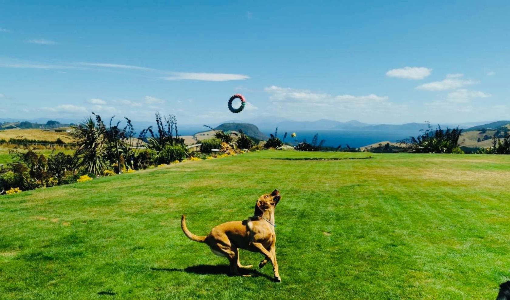Hilltop Whakaipo Estate Taupo Exterior foto